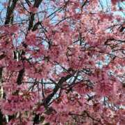 ヒメ日記 2025/03/24 12:26 投稿 土屋　あきな ギン妻パラダイス 谷九店