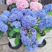 ヒメ日記 2025/06/23 12:50 投稿 土屋　あきな ギン妻パラダイス 谷九店