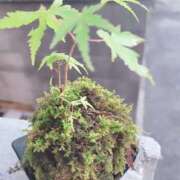 ヒメ日記 2026/01/05 06:33 投稿 土屋　あきな ギン妻パラダイス 谷九店