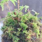 ヒメ日記 2026/03/06 08:19 投稿 土屋　あきな ギン妻パラダイス 谷九店