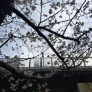 ヒメ日記 2025/03/29 11:55 投稿 深津　えりこ ギン妻パラダイス 谷九店