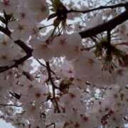 ヒメ日記 2025/04/06 10:18 投稿 大谷　はな ギン妻パラダイス 谷九店