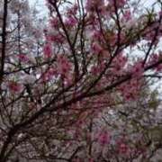 ヒメ日記 2025/04/06 18:35 投稿 大谷　はな ギン妻パラダイス 谷九店