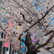 ヒメ日記 2025/04/11 12:19 投稿 大谷　はな ギン妻パラダイス 谷九店