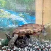 ヒメ日記 2025/08/31 10:54 投稿 大谷　はな ギン妻パラダイス 谷九店