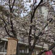 ヒメ日記 2025/04/11 14:18 投稿 小渕 ともこ ギン妻パラダイス 谷九店