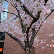 ヒメ日記 2026/04/12 07:42 投稿 小渕 ともこ ギン妻パラダイス 谷九店