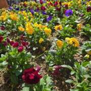 ヒメ日記 2025/03/10 13:38 投稿 れい EIGHT（エイト）～8つのお約束と無限の可能性～