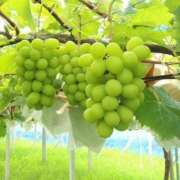 ヒメ日記 2025/09/25 07:19 投稿 水沢　琴音 SM東京　新宿店