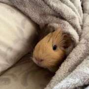 ヒメ日記 2024/12/17 05:43 投稿 内里 なお ギン妻パラダイス 谷九店