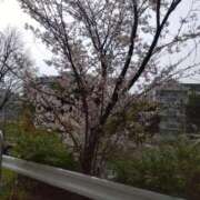 ヒメ日記 2025/04/09 16:02 投稿 内里 なお ギン妻パラダイス 谷九店