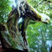 ヒメ日記 2026/01/04 10:51 投稿 内里 なお ギン妻パラダイス 谷九店