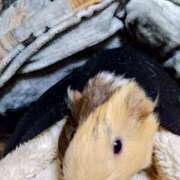 ヒメ日記 2026/02/06 21:00 投稿 内里 なお ギン妻パラダイス 谷九店