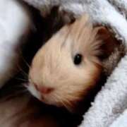 ヒメ日記 2026/03/15 09:40 投稿 内里 なお ギン妻パラダイス 谷九店