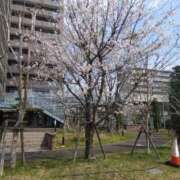 ヒメ日記 2026/03/30 14:27 投稿 内里 なお ギン妻パラダイス 谷九店