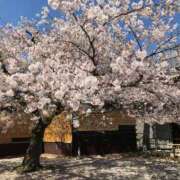 ヒメ日記 2025/04/06 14:08 投稿 さなえ ギン妻パラダイス 堺東店