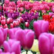 ヒメ日記 2025/05/16 20:45 投稿 まなみ 即アポ奥さん ～津・松阪店～