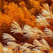 ヒメ日記 2025/11/01 18:41 投稿 まなみ 即アポ奥さん ～津・松阪店～