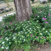 ヒメ日記 2025/11/02 19:46 投稿 愛美 町田 デリヘル 極妻 極上妻