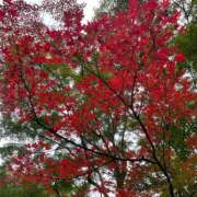 ヒメ日記 2025/11/05 19:48 投稿 愛美 町田 デリヘル 極妻 極上妻