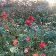 ヒメ日記 2025/05/07 14:56 投稿 まりも 熟女の風俗最終章 池袋店