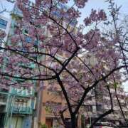 ヒメ日記 2026/02/24 15:32 投稿 まりも 熟女の風俗最終章 池袋店