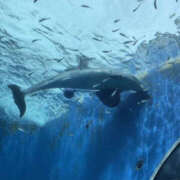 ヒメ日記 2025/03/19 19:00 投稿 奈崎麗美 TSUBAKI（水戸）