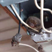 ヒメ日記 2024/12/19 15:13 投稿 堺あき TSUBAKI（水戸）