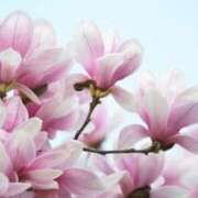 ヒメ日記 2025/01/01 10:07 投稿 堺あき TSUBAKI（水戸）