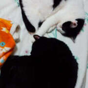 ヒメ日記 2025/03/13 07:08 投稿 堺あき TSUBAKI（水戸）