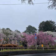 ヒメ日記 2025/04/19 17:26 投稿 堺あき TSUBAKI（水戸）