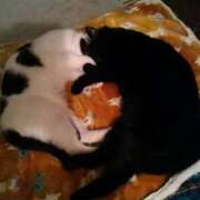 ヒメ日記 2026/04/06 17:32 投稿 堺あき TSUBAKI（水戸）