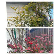 ヒメ日記 2025/01/05 21:21 投稿 藤崎ちさと TSUBAKI（水戸）