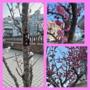 ヒメ日記 2025/03/09 14:56 投稿 藤崎ちさと TSUBAKI（水戸）