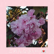 ヒメ日記 2025/04/26 22:00 投稿 藤崎ちさと TSUBAKI（水戸）