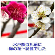 藤崎ちさと 🍀写メ日記をみていただいてた皆様へ🍀 TSUBAKI（水戸）