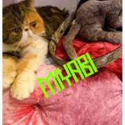 ヒメ日記 2025/09/28 03:10 投稿 雅 谷町人妻ゴールデン倶楽部