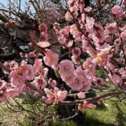 ヒメ日記 2025/04/02 12:50 投稿 あいり 谷町人妻ゴールデン倶楽部