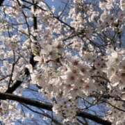 ヒメ日記 2025/04/08 14:05 投稿 あいり 谷町人妻ゴールデン倶楽部