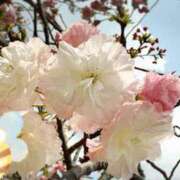 ヒメ日記 2025/04/22 10:35 投稿 あいり 谷町人妻ゴールデン倶楽部