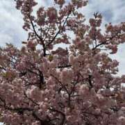 ヒメ日記 2025/04/24 08:20 投稿 あいり 谷町人妻ゴールデン倶楽部