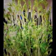 ヒメ日記 2025/09/14 03:05 投稿 ヒトミ 谷町人妻ゴールデン倶楽部