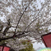 ヒメ日記 2025/04/12 04:10 投稿 りん 谷町人妻ゴールデン倶楽部