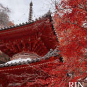 ヒメ日記 2025/12/02 01:10 投稿 りん 谷町人妻ゴールデン倶楽部