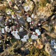 ヒメ日記 2026/01/27 00:25 投稿 りん 谷町人妻ゴールデン倶楽部