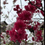 ヒメ日記 2026/04/10 03:10 投稿 りん 谷町人妻ゴールデン倶楽部