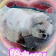 ヒメ日記 2025/11/09 23:34 投稿 葉月 一夜妻