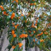 ヒメ日記 2025/11/11 18:48 投稿 しほ 艶熟妻 京都店