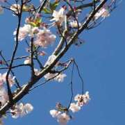 ヒメ日記 2026/04/01 16:08 投稿 うるみ 艶熟妻 京都店