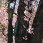 ヒメ日記 2026/04/08 02:00 投稿 うるみ 艶熟妻 京都店